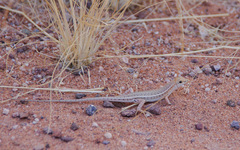 Trachylepis acutilabris