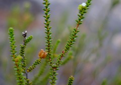 Euchaetis esterhuyseniae