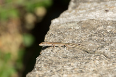 Podarcis guadarramae guadarramae