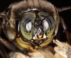 Xylocopa latipes