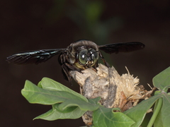 Xylocopa latipes