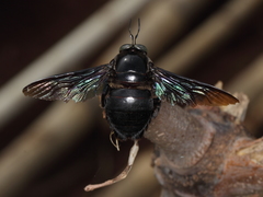 Xylocopa latipes