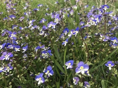 Veronica syriaca