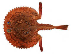 Batfish photo 2