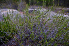 Euchaetis esterhuyseniae