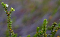 Euchaetis esterhuyseniae