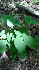 Jeffersonia diphylla