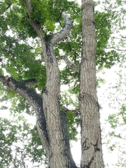 Swietenia macrophylla