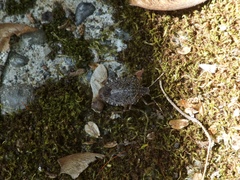 Halyomorpha halys