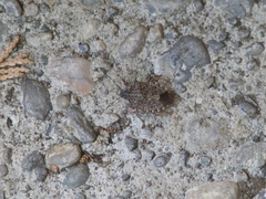 Halyomorpha halys