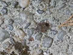 Halyomorpha halys