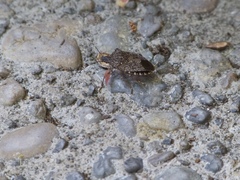 Halyomorpha halys