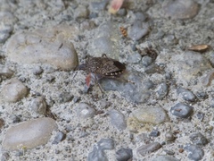 Halyomorpha halys