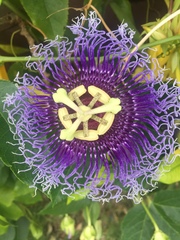 Passiflora incarnata × cincinnata