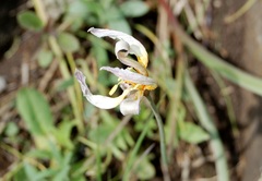 Tulipa patens