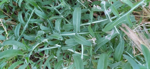Image of Centaurea iberica by no rights reserved