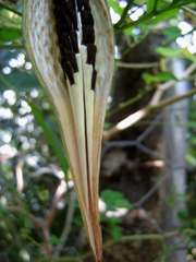Oxypetalum harleyi