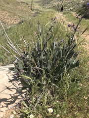 Anchusa strigosa