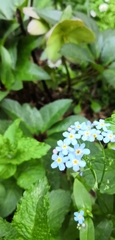 Myosotis