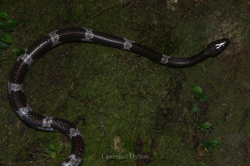 Futsing Wolf Snake