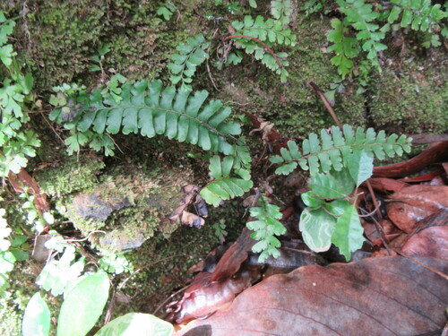 Lindsaea harveyi observed 2020-11-14