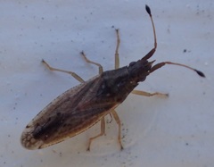 Cryptorhamphus orbus