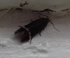 Aproaerema simplexella