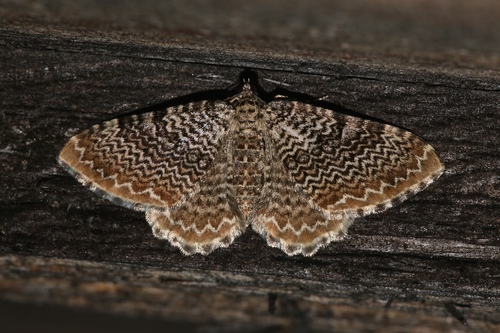 Scallop shell moth photo 2