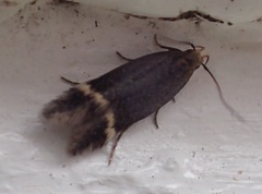 Aproaerema simplexella