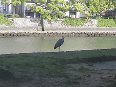 Ardea cinerea