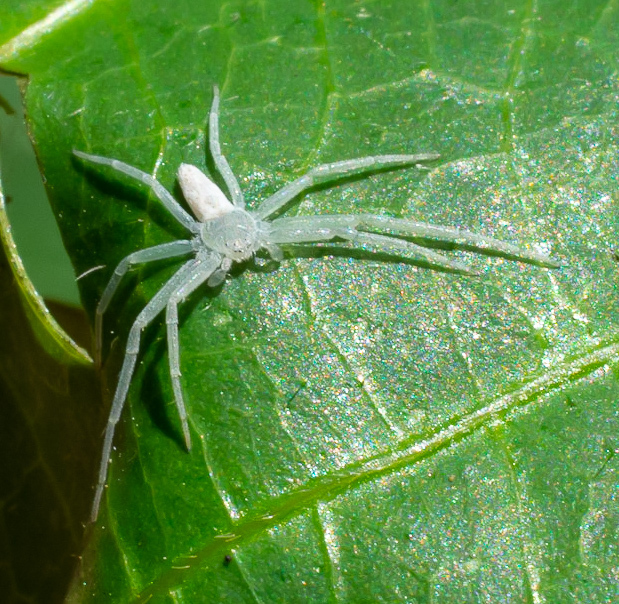 Psellonus kianganensis