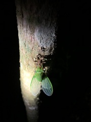 Chremistica ochracea