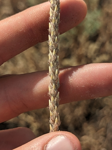 Plantago rhodosperma iNat (2)