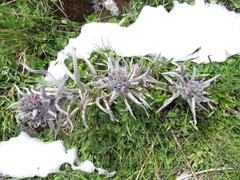 Cynoglossum magellense