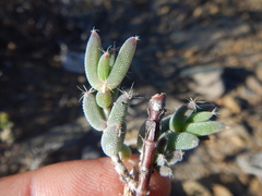 Trichodiadema setuliferum