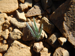 Ornithogalum adseptentrionesvergentulum