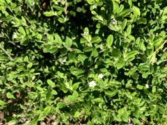 Lithospermum matamorense