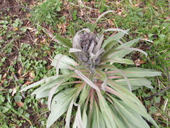 Solenanthus apenninus
