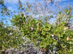 Searsia burchellii