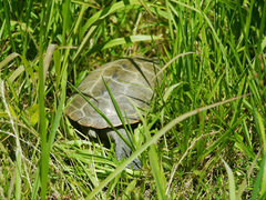 Malaclemys terrapin