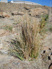 Afroscirpoides dioeca