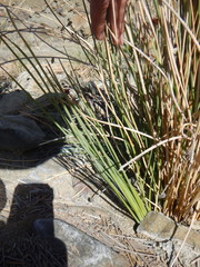 Afroscirpoides dioeca