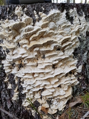 Antrodia heteromorpha