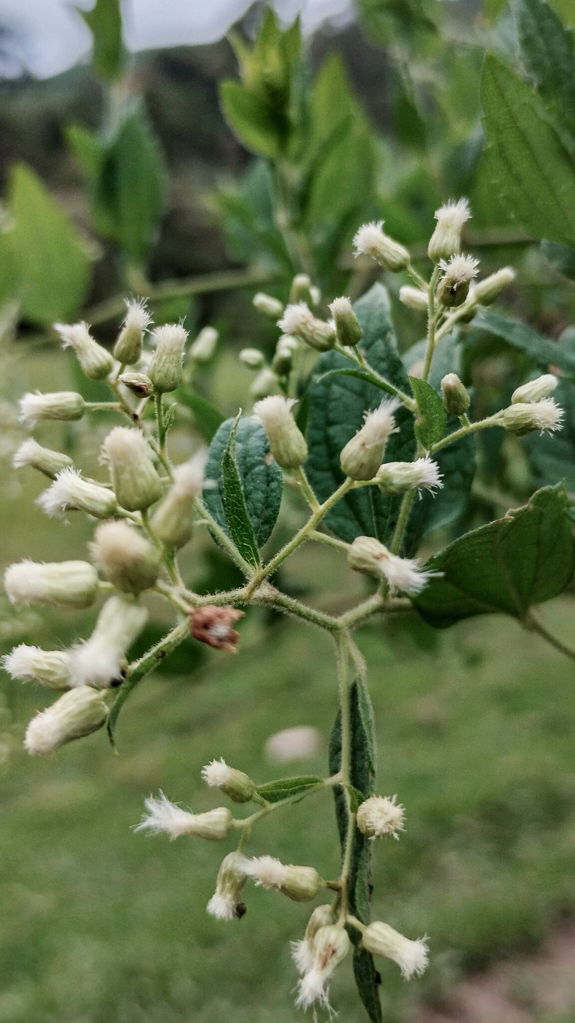 Baccharis anomala