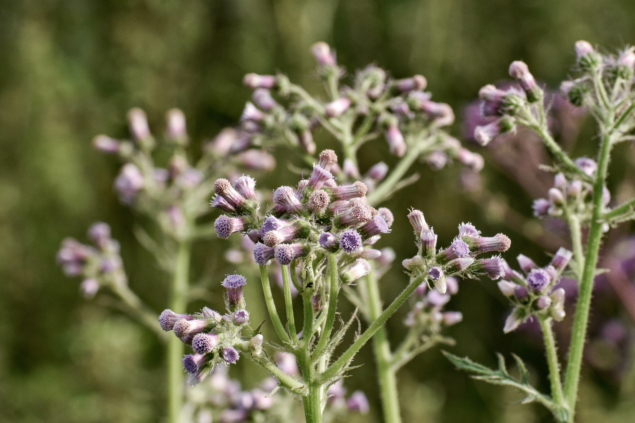 Erechtites valerianifolius