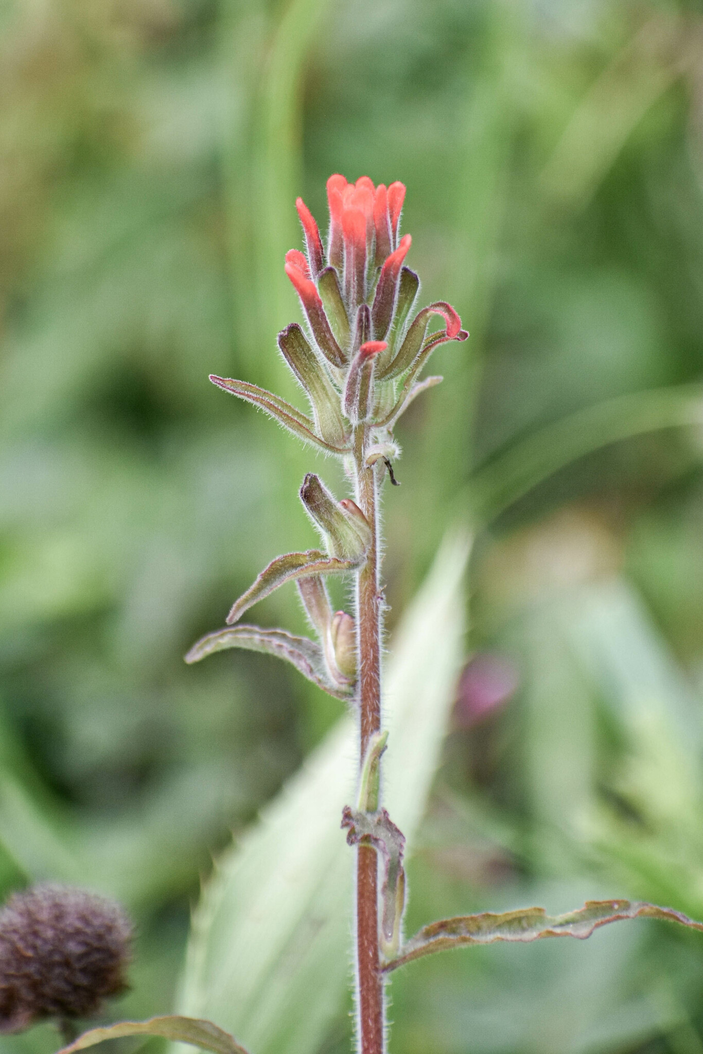 Castilleja arvensis