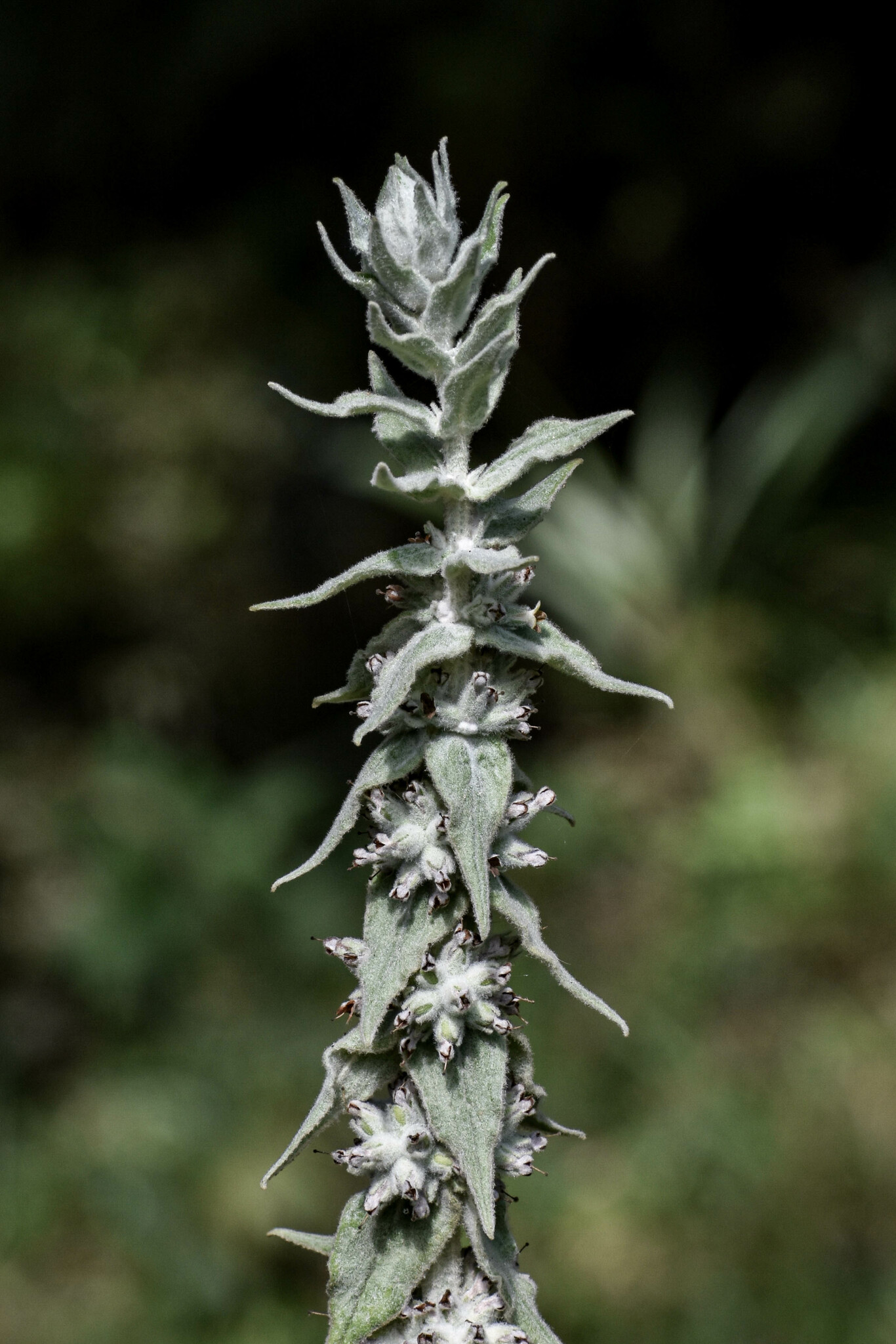 Buddleja stachyoides