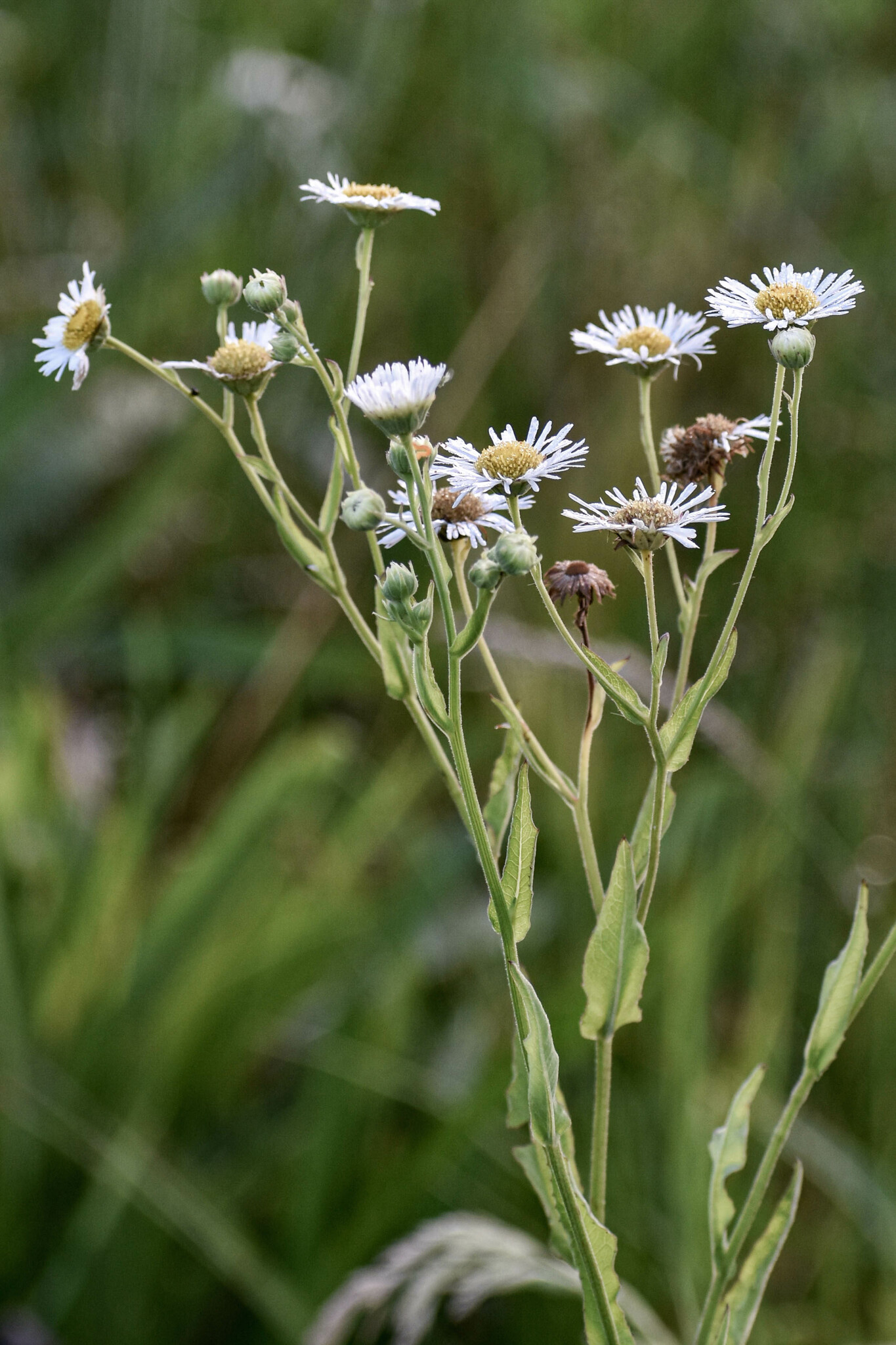 Leptostelma maxima