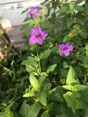 Ruellia nudiflora runyonii