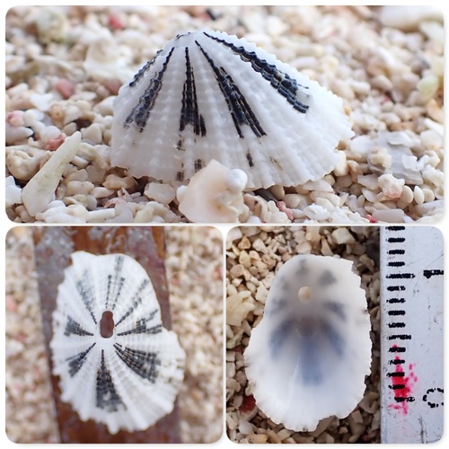 Diodora dysoni observed 2024-05-14